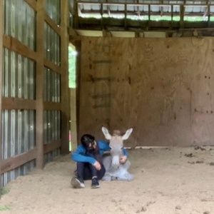 Noah Donkey! ADOPTED